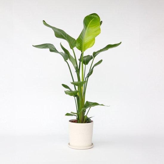 Groene kamerplant met grote, ovale bladeren in een lichte, cilindrische pot.
