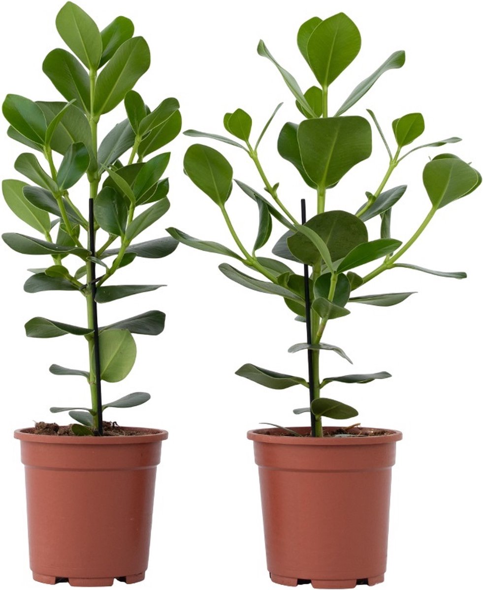 Plant in a Box - Set van 2 Clusia rosea Princess - Stevige kamerplant - Groene bladeren - Pot 17cm - Hoogte 50-60cm