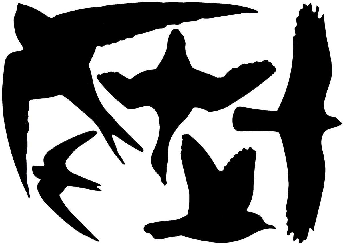 Best for birds Raamstickers Vogel Ass