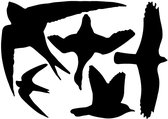 Best for birds Raamstickers Vogel Ass