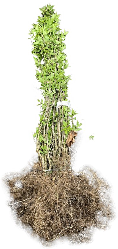 10 x Lonicera tatarica - Tartaarse struikkamperfoelie 60 - 90 cm blote ...
