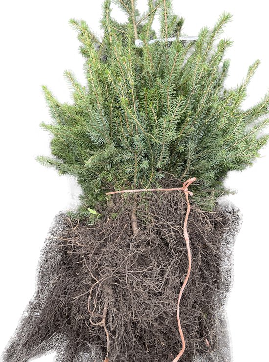 10 x Picea abies - Fijnspar 30 - 50 cm blote wortel