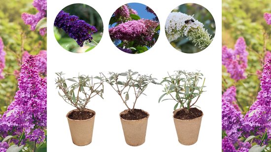 Mix de trois buissons à papillons différents | Buddleja davidii 'Chevalier noir' Buddleja davidii 'Délice Pink ' Buddleja davidii 'Profusion White ' | Buisson à papillons violet, rose et blanc