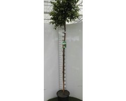 Betula pend. 'Magical Globe' - Magische Bolberk 8/10 cm stamomtrek - Hoogstam in pot15