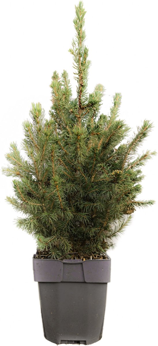 2 x Kleine echte tafelkerstboom - minikerstboom in Pot
