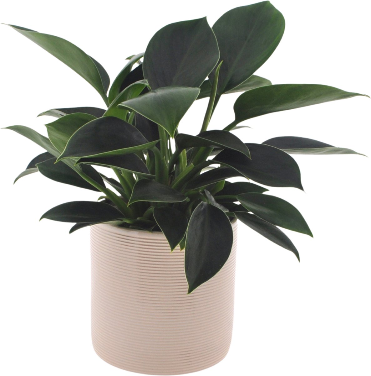 Philodendron Green Princess | 35cm | incl. Off white keramieken pot