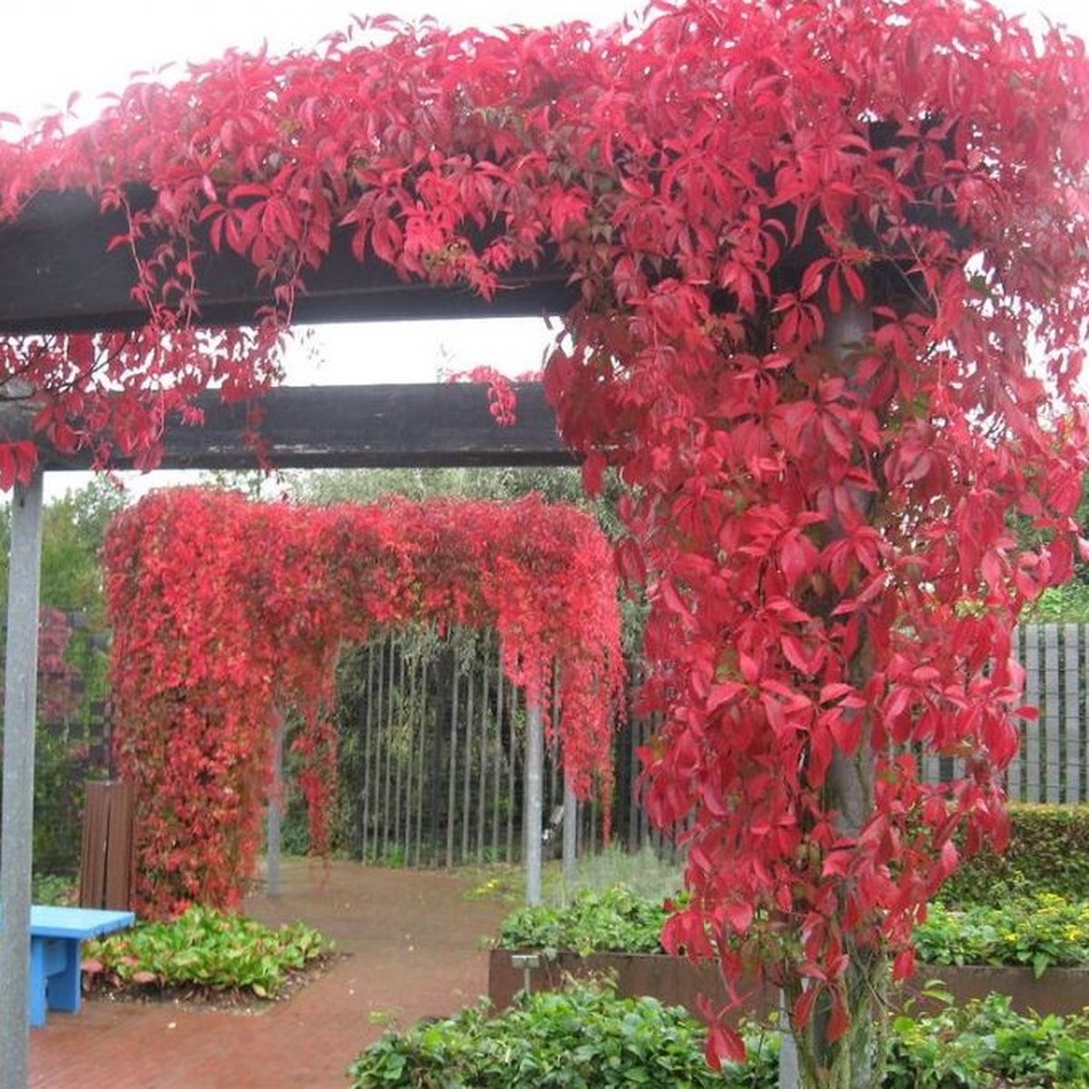 2 x Wilde Wingerd / Parthenocissus Engelmannii - Klimplant | Prachtig rood bladerig in de herfst - Meerjarig en Winterharde Tuinplant | 2 x 1,5 liter pot