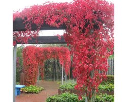 2 x Wilde Wingerd / Parthenocissus Engelmannii - Klimplant | Rood bladerig in de herfst - Meerjarig en Winterharde Tuinplant | 2 x 1,5 liter pot
