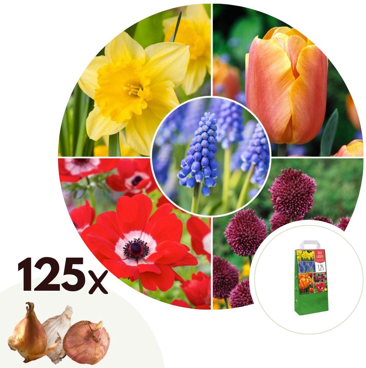 Plant in a Box - Bulb Garden Colourful - Bloembollen x125 - Vrolijke Bloembollenmix - Tulp - Anemoon - Allium - Muscari