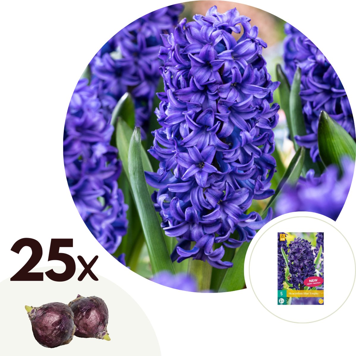 Plant in a Box - Hyacinthus Blue Trophy - 25x Winterharde Bloembollen Hyacinten - Vroegbloeiende Bollen voor de Tuin