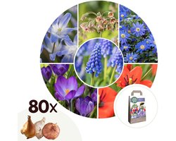 Plant in a Box - Happy Bee Mix - Bloembollen x80 - Aantrekkelijk voor Bijen - Voor Tuin, Terras en Balkon