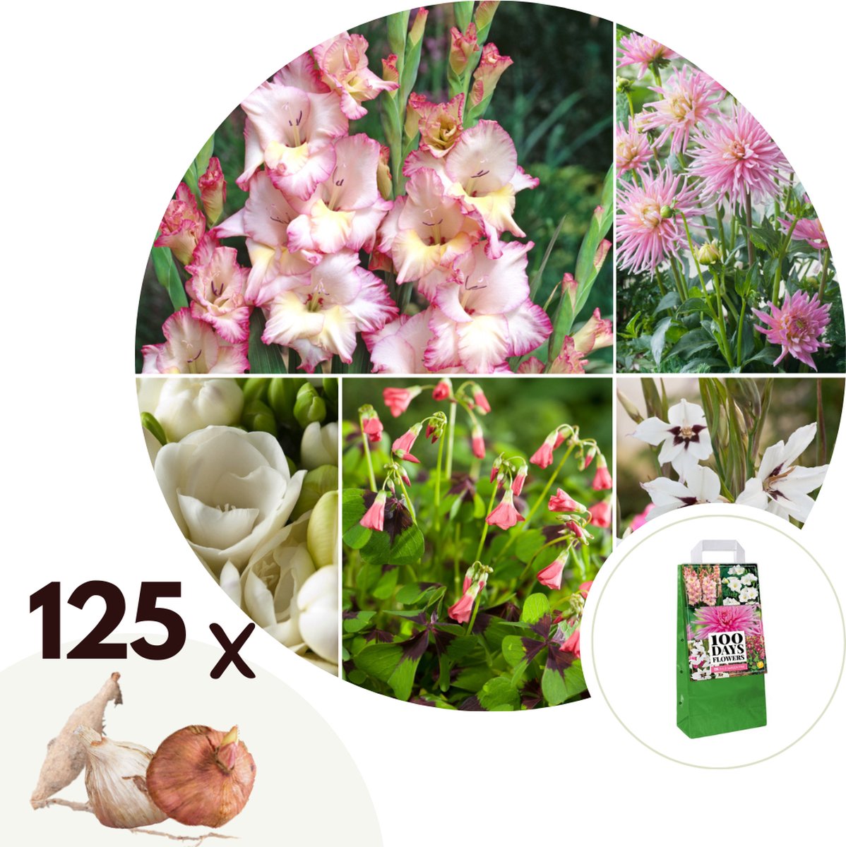 Plant in a Box - Bulb Garden Pink - Bollenmix - 125 stuks - Mix van verschillende bollen - Dahlia's, Gladiolen, Freesia, Oxalis - Plant uw zomertuin in het voorjaar!
