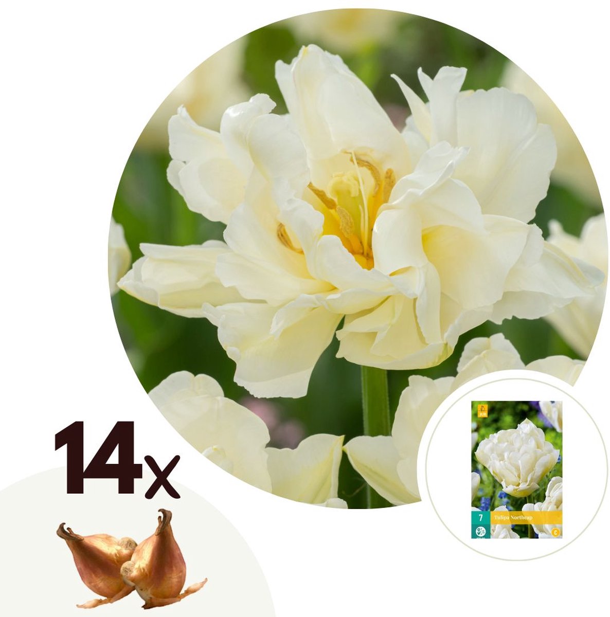 Plant in a Box - Tulipa Northcap - Bloem bollen x14 - Tulp - Wit - Tulpen uit Holland