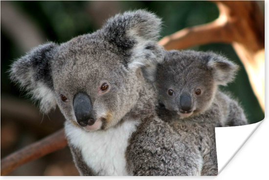 Poster Koala's - Vader - Kind - Kinderen - Jongens - Meisjes - 60x40 cm