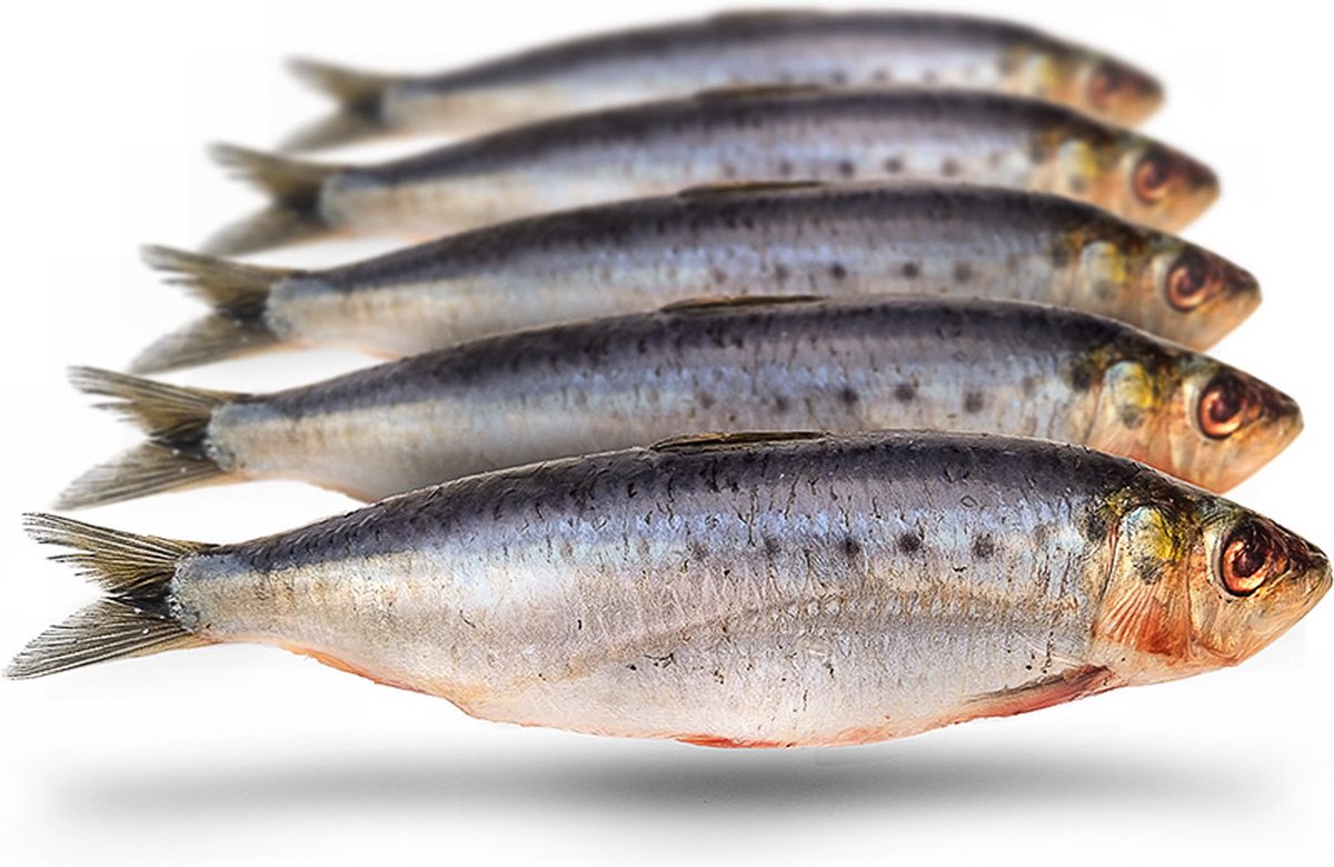 Doodaas Sardines Groot - Vacuüm verpakt - 15-23CM - 4-8ST - Doodaas - Aasvis - Doodaas Vissen - Doodaas Set - Dood Aas Snoek -