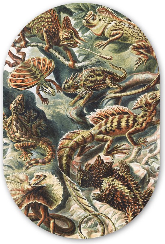 Muurovaal - Wandovaal - Kunststof Wanddecoratie - Ovalen Schilderij - Vintage - Kunst - Ernst Haeckel - Salamanders - Dieren - 40x60 cm - Ovale spiegel vorm op kunststof