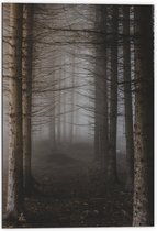 WallClassics - Dibond - Mist tussen Hoge Witte Bomen - 70x105 cm Foto op Aluminium (Wanddecoratie van metaal)