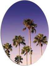 WallClassics - Dibond Ovaal - Palmboomtoppen in de lucht - 81x108 cm Foto op Ovaal (Met Ophangsysteem)