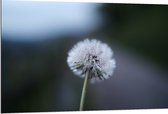 WallClassics - Dibond - Paardenbloem op Wazige Achtergrond - 120x80 cm Foto op Aluminium (Met Ophangsysteem)