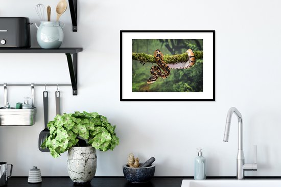 Cadre photo avec affiche - Serpent - Branche - Forêt tropicale - 40x30 cm - Cadre pour affiche