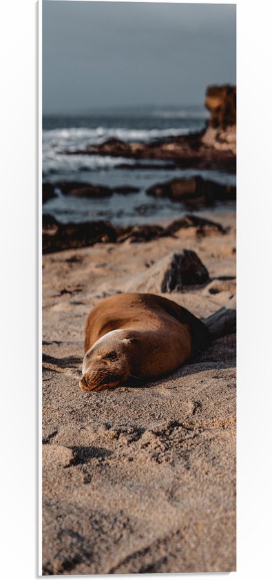 WallClassics - PVC Schuimplaat - Liggende Zeehond op het Strand - 20x60 cm Foto op PVC Schuimplaat (Met Ophangsysteem)