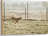 WallClassics - Hout - Jacht Luipaard voor een Hek - 80x60 cm - 12 mm dik - Foto op Hout (Met Ophangsysteem)