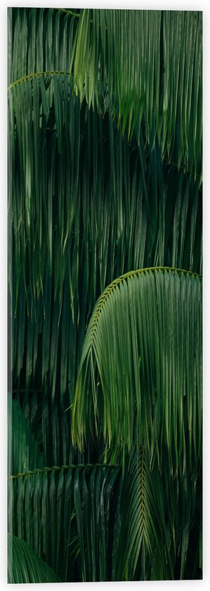 WallClassics - Acrylglas - Groene Plant met Lange Bladeren - 20x60 cm Foto op Acrylglas (Met Ophangsysteem)