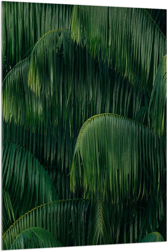 WallClassics - Acrylglas - Groene Plant met Lange Bladeren - 100x150 cm Foto op Acrylglas (Wanddecoratie op Acrylaat)