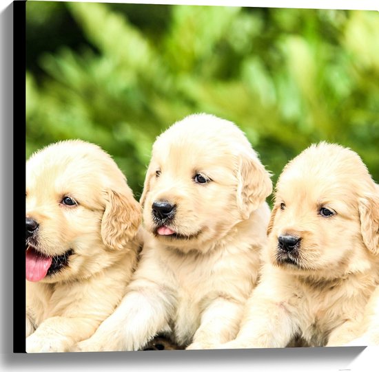 WallClassics - Canvas  - Vijf Puppies op een Rij - 60x60 cm Foto op Canvas Schilderij (Wanddecoratie op Canvas)