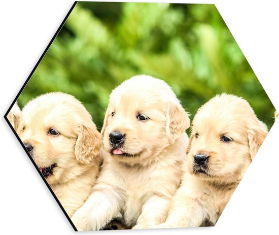 WallClassics - Dibond Hexagon - Vijf Puppies op een Rij - 30x26.1 cm Foto op Hexagon (Met Ophangsysteem)