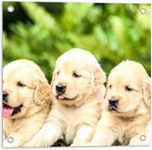 WallClassics - Tuinposter – Vijf Puppies op een Rij - 50x50 cm Foto op Tuinposter  (wanddecoratie voor buiten en binnen)