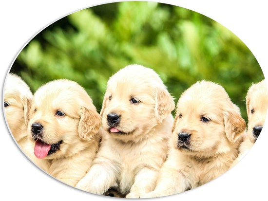 WallClassics - PVC Schuimplaat Ovaal - Vijf Puppies op een Rij - 56x42 cm Foto op Ovaal  (Met Ophangsysteem)
