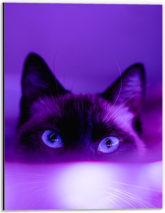 WallClassics - Dibond - Chat noir dans la lumière violette - Photo 30x40 cm sur aluminium (avec système d'accrochage)