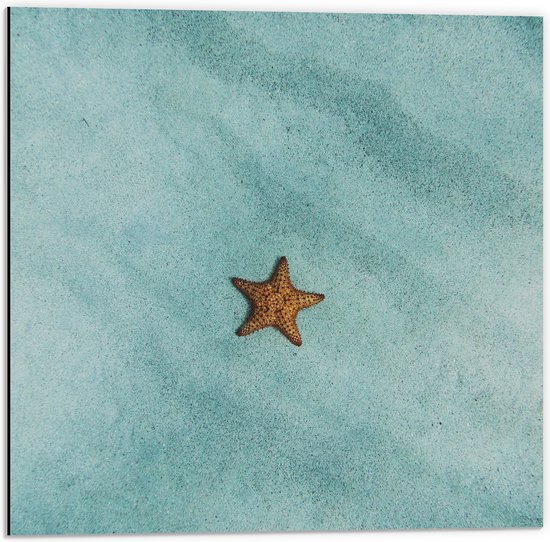 WallClassics - Dibond - Étoile de mer - Photo sur aluminium 50x50 cm (avec système de suspension)