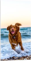 WallClassics - Acrylglas - Vrolijke Hond op het Strand - 50x100 cm Foto op Acrylglas (Wanddecoratie op Acrylaat)