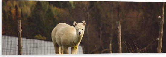 WallClassics - Dibond - Alpaca in de Wei - 120x40 cm Foto op Aluminium (Wanddecoratie van metaal)