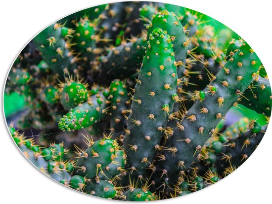 WallClassics - PVC Schuimplaat Ovaal - Wilde Cactussen - 80x60 cm Foto op Ovaal  (Met Ophangsysteem)