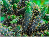 WallClassics - Poster Glossy - Wild Cacti - 40x30 cm Photo sur Papier Poster avec Finition Brillante