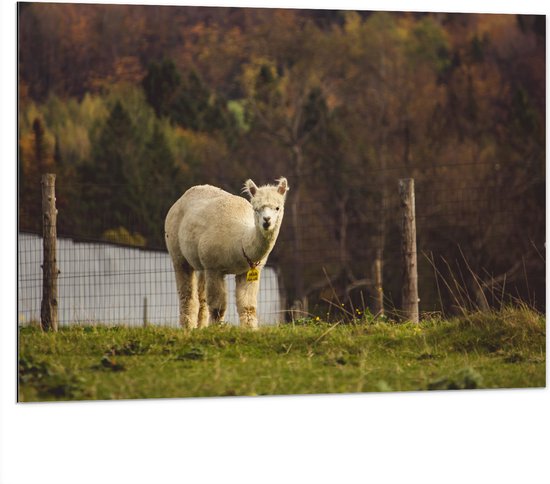 WallClassics - Dibond - Alpaca in de Wei - 100x75 cm Foto op Aluminium (Wanddecoratie van metaal)