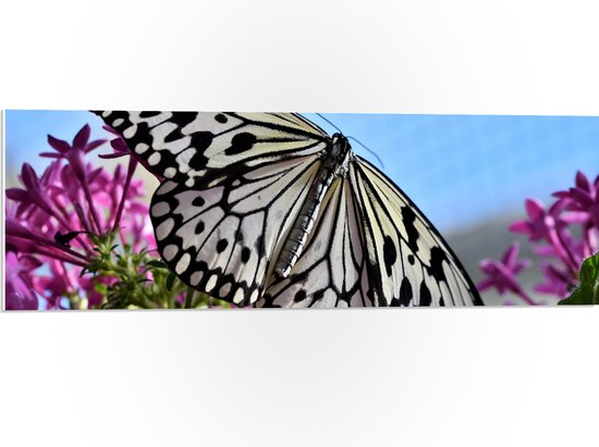 WallClassics - PVC Schuimplaat- Zwart met Witte Vlinder op Roze Bloemen - 90x30 cm Foto op PVC Schuimplaat