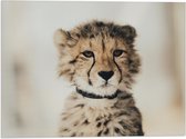 WallClassics - Drapeau - Bébé Chasse Léopard - 40x30 cm Photo sur Drapeau Polyester