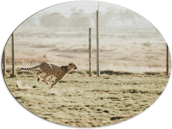WallClassics - Dibond Oval - Léopard de chasse pour clôture - 108x81 cm Photo sur Ovale (Avec Système d'accrochage)