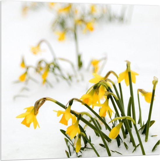 WallClassics - Acrylglas - Gele Narcissen Bloemetjes in de Sneeuw - 100x100 cm Foto op Acrylglas (Met Ophangsysteem)