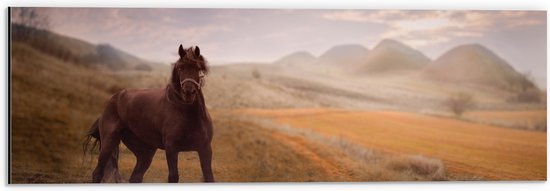 WallClassics - Dibond - Zwart Paard in de Natuur - 60x20 cm Foto op Aluminium (Wanddecoratie van metaal)