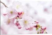 WallClassics - Dibond - Roze Cherry Bloemen - 120x80 cm Foto op Aluminium (Met Ophangsysteem)