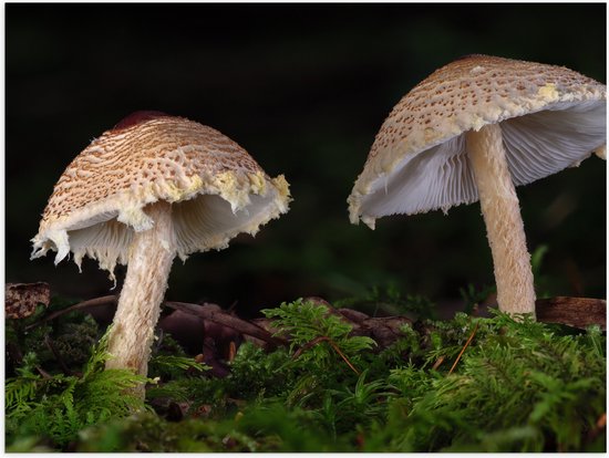 Poster Glanzend – Twee Paddestoelen in het Bos - 100x75 cm Foto op Posterpapier met Glanzende Afwerking