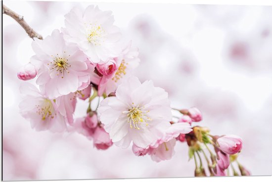 WallClassics - Dibond - Roze Cherry Bloemen - 90x60 cm Foto op Aluminium (Met Ophangsysteem)