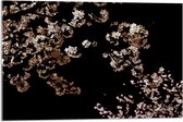 WallClassics - Acrylglas - Wit met Roze Bloementjes met Zwarte Achtergrond - 75x50 cm Foto op Acrylglas (Wanddecoratie op Acrylaat)