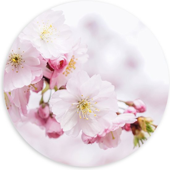WallClassics - PVC Schuimplaat Muurcirkel - Roze Cherry Bloemen - 100x100 cm Foto op Muurcirkel (met ophangsysteem)
