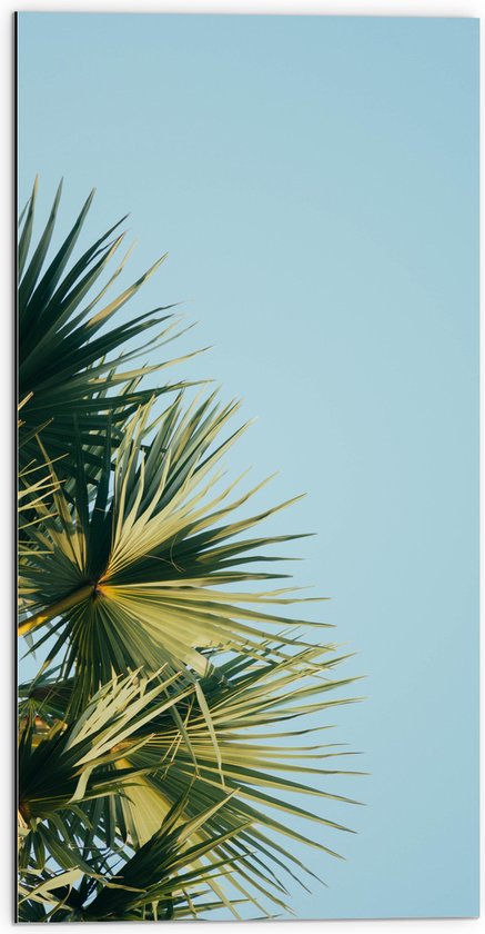 WallClassics - Dibond - Palmbomen met Blauwe Lucht - 50x100 cm Foto op Aluminium (Met Ophangsysteem)